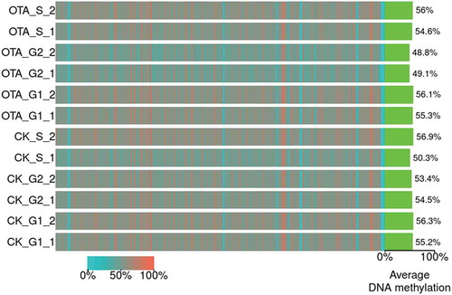 Figure 3. The heatmap for the bin-wise mC levels. Color indicates the average methylation levels in bins across the entire genome (bin size: 5M bp). Green bars on the right indicate the global average DNA methylation levels of each sample.