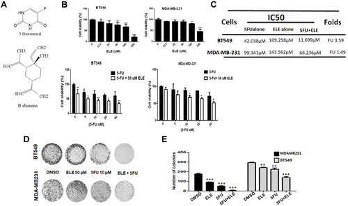 Figure 1 The combined effects of ELE and 5-FU on MDA-MB-231 and BT549 cell proliferation, morphology, and colony formation.Notes: (A) ELE and 5-FU structures. (B) MDA-MB-231 and BT549 cell lines were treated with ELE alone, 5-FU alone, or their combination with indicated concentrations; MTT assay was used to test cell viability. (C) The IC50 values of 5-FU alone or the combination of 5-FU and ELE were calculated using the CVXPT32 software. (D) MDA-MB-231 and BT549 were treated with 5-FU alone, ELE alone, or their combination. An inverted microscope with 200 μm scale bars was used, and the representative photos of cell morphology were captured. (E) The colony formation assay of BT549 and MDA-MB-231 cells treated with 5-FU, ELE, or their combination was performed to test cell proliferation capacity. The number of colonies was calculated, and photographs were taken. The results from three different experiments were expressed as mean ± SD. *P<0.05, **P<0.01, and ***P<0.001 were considered significant.