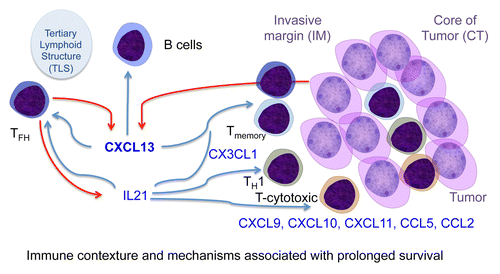 Figure 1. Immune contexture and mechanisms associated with patient’s prolonged survival. Schematic representation of tumors and major immune cells associated with the proper immune contexture. The tertiary lymphoid structure, TFH and B cell axis, through the production of CXCL13 and IL21 shapes with the chemokines CXCL9, CXCL10, CXCL11, CCL5, and CCL2, the memory, Th1 and cytotoxic T cell response.