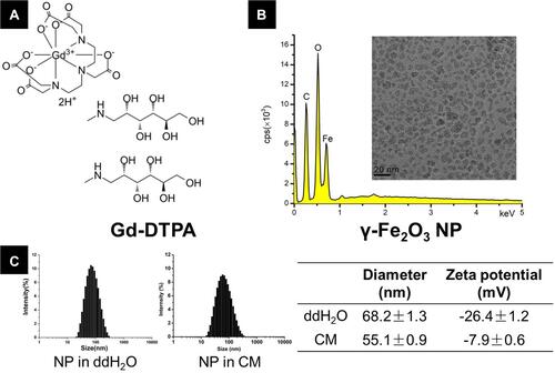 Figure 1 (A) The formula of Gd-DTPA, (B) energy-dispersive X-ray (EDX) images forγ-Fe2O3 NP. The insert shows the transmission electron microscopy (TEM) images, and (C) dynamic light scattering (DLS) size and zeta potential measurements of γ-Fe2O3 NP in ddH2O and culture medium (CM).