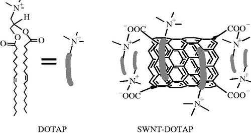 Figure 1. Schematic representation of the non-covalently functionalized SWNT with DOTAP.