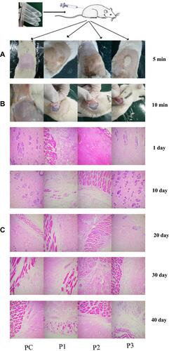 Figure 3 The results of histocompatibility test: (A) appearance after subcutaneous injection for 5 min; (B) liquid crystal gel state after subcutaneous injection for 15 min; (C) HE staining results of tissue surrounding the liquid crystal gels after subcutaneous injection of the precursor injection into SD rats at the indicated number of days (scale bar: 1:100).