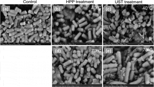 Figure 7. Representative SEM images of Lactobacillus brevis under different high pressure processing (HPP), and ultra-shear technology (UST) treatment conditions. (a) control, (b) HPP-400 MPa-40°C-0 min, (c) UST-400 MPa-40°C-0 min, (d) HPP-400 MPa-70°C-0 min, (e) UST-400 MPa-70°C-0 min. Magnification ×20,000, scale bar = 5 μm.
