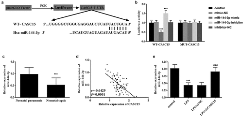 Figure 4. (a) Complementary sequences of CASC15 and miR-144-3p. (b) Luciferase reporter gene assay verified the relationship between CASC15 and miR-144-3p. (c) Serum miR-144-3p was downregulated in neonatal sepsis patients. (d) The level of miR-144-3p was negatively correlated with CASC15. (e) Transfection of si-CASC15 reversed the LPS-induced diminution of miR-144-3p in RAW264.7 cells. ***P < 0.001 vs. control group, ###P< 0.001 vs. LPS group