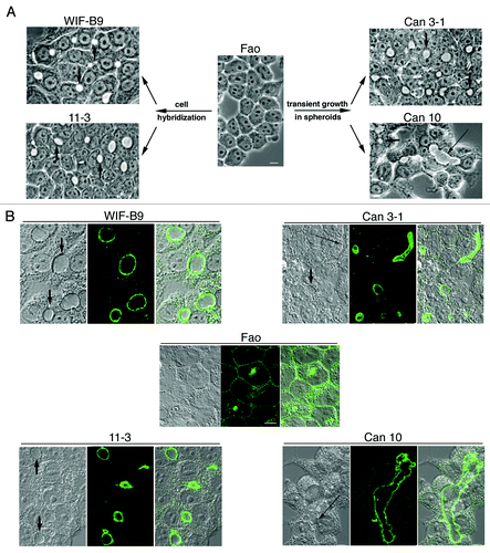 Figure 1. Cell lines expressing the typical hepatocyte polarity. (A) Generation of these lines (for details see refs, Citation7–Citation10) and phase contrast images of living cells (shown at the same magnification). Numerous bile canaliculi (phase lucent structures) are present in cultures of all lines, except in the non-polarized parental Fao line. Some canaliculi are indicated by arrows. Note that Can 10 cells form extended canaliculi (long arrow). Bar, 10 μm. (B) Immunolocalization of the canalicular protein DPPIV analyzed by confocal microscopy. For each cell line an xy section taken in the middle of the cell layer is presented (middle) with the corresponding interferentiel contrast image (left) and the composite image (right). DPPIV is present at the plasma membrane and intracellularly in the non-polarized parental Fao line, while it is localized at the membrane of bile canaliculi of each of the four polarized lines. Some canaliculi are indicated by arrows on the interferentiel contrast images. Can 10 (and to a lesser extent Can 3-1) form long and extended bile canaliculi (long arrows). Confocal images are shown at the same magnification. Bar, 10 μm.