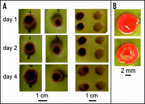 Figure 12 In situ homogenization and regeneration of chimeric and monoclonal bodies. (A) Left: WF (1:1) chimeras disrupted after 1, 2 and 4 days, respectively, and regenerated; middle: undisturbed controls; right: progeny of the reconstituted bodies (samples taken from white margins and/or red centers). For progeny of corresponding controls, see Figure 11C. (B) A colony that has been disturbed at 3 days photographed 6 days later (top), compared to an undisturbed control (bottom).