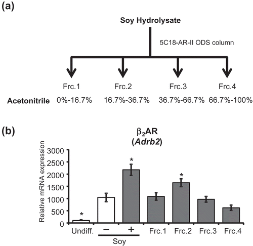 Figure 4. Fraction 2 of soy hydrolysate increased β2AR (Adrb2) expression.(a) Schematic flow of the fractionation of the soy hydrolysate, which is described in the “Materials and methods” section. (b) Expression levels of β2AR (Adrb2) were measured in undifferentiated adipocytes (Undiff.), in adipocytes differentiated with (+) or without (-) 0.5 mg/mL soy hydrolysate, and in adipocytes differentiated with fractions 1–4 (Frc.1–4). Data are presented as mean ± SEM (error bars), with n = 4 per group. *, P < 0.05 between the vehicular control differentiated group and the other groups.