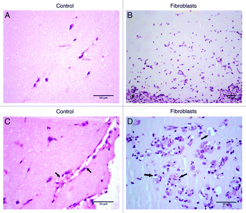 Figure 3. Representative images of hematoxylin and eosin staining of matrigel plugs implanted subcutaneously in C57BL/6J mice with (B and D) or without fibroblasts [control, (A and C)]. (B) Asterisk indicating population of cells in the border of the plug; (C) capillary-like tubes, arrow. (D) Circularly arranged cells, arrow.
