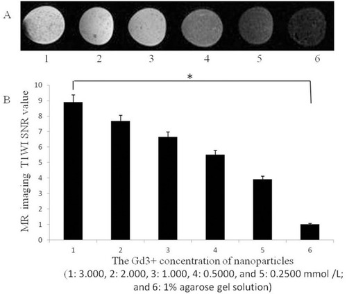 Figure 4 (A) T1-weighted images of nanoparticles with different Gd3+ concentrations and (B) the corresponding SNR (the Gd3+ concentration of nanoparticles was 1: 3.000, 2: 2.000, 3: 1.000, 4: 0.5000 and 5: 0.2500 mmol /L; and 6: 1% agarose gel solution (*P<0.05).