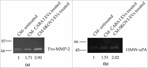Figure 4. Zymography assays. (a) Gelatin zymography was performed for MMP-2 and MMP-9 detection. (b) casein-plasminogen zymography was performed for Plasminogen Activators (PAs) detection. Levels of pro-MMP-2 (∼72 kDa) and HMW-uPA(∼50 kDa) were quantified by densitometric analysis in all samples. Values are reported on the bottom of figures, and are in proportion to the band of untreated fibroblast (NHDF) that was set conventionally at 1.