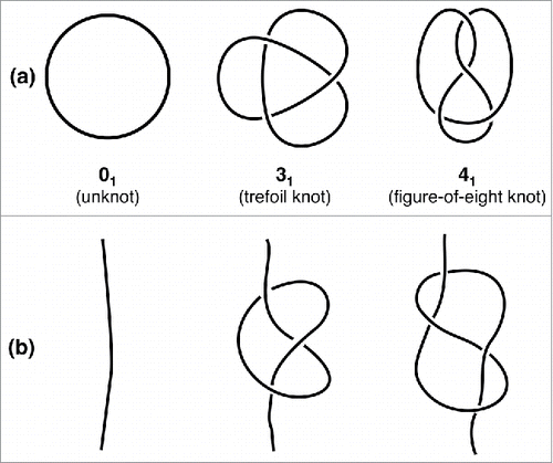 Figure 1. The simplest types of knots. The simplest mathematical knots are shown in panel (a) and are labeled by the number of crossings in the simplest two-dimensional projection followed by a conventional indexing subscript. The corresponding physical knots, which are obtained by opening the closed chains, are shown in panel (b).
