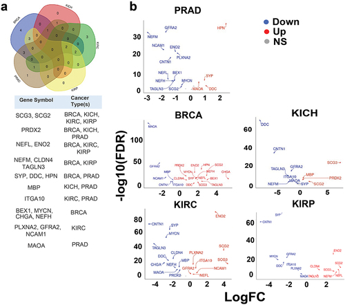 Figure 1. Differential expression patterns of known neuroendocrine cancer genes across TCGA cancer types. (a) Venn diagram depicting the neuroendocrine genes reported in TCGA (The Cancer Genome Atlas) that are significantly upregulated (FDR: False Discovery Rate <0.05) in one or more indicated cancer types [Prostate adenocarcinoma (PRAD), Breast cancer (BRCA), Kidney Chromophobe (KICH), Kidney renal clear cell (KIRC) carcinoma, and Kidney renal papillary cell (KIRP) carcinoma] compared to normal samples. The table below indicates the genes that are significantly upregulated according to the cancer type. (b) Volcano plots of log2 fold-change (Log FC) in expression of the known neuroendocrine genes (X-axis) with statistical significance (Y-axis) in five cancer types. Significantly downregulated and upregulated genes are represented in blue and red colors, respectively. Grey color represents not significant (NS). The genes with 1.5 fold-change are shown. Y-axis represents mRNA expression (Normalized expression). Significantly (FDR <0.05) differentially expressed genes are shown. P-value < 0.05 are considered significant.