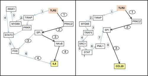 Figure 2 PROPAGAPATH (Helios Biosciences, Romainville, France) analysis indicates that PKCζ is a potential transducer of the Vitreoscilla filiformis biomass (VFB) activity of Toll-like receptor 2 (TLR2) in skin included in the minimal signaling pathway connecting TLR2 activation to interleukin 8 (IL8) and chemokine (C-C motif) ligand 20 (CCL20) induction.