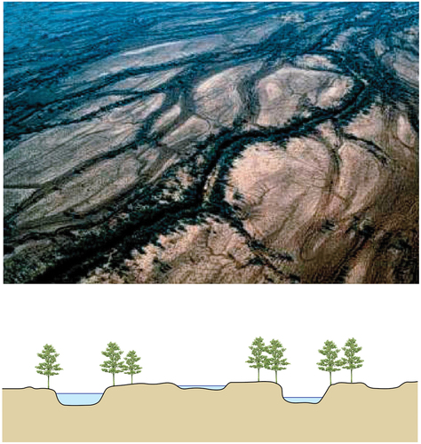 Figure 2. Image of a dryland anastomosing channel (from North, Nanson, and Fagan Citation2007) and a typical cross section, showing multiple channel threads, “islands” and riparian vegetation. The photograph is of Copper Creek, Queensland, Australia, with a similar mean annual rainfall to the Konya Plain, albeit with higher mean annual temperatures.