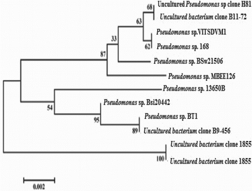 Figure 2. Phylogenetic tree of Pseudomonas sp. VITSDVM1.