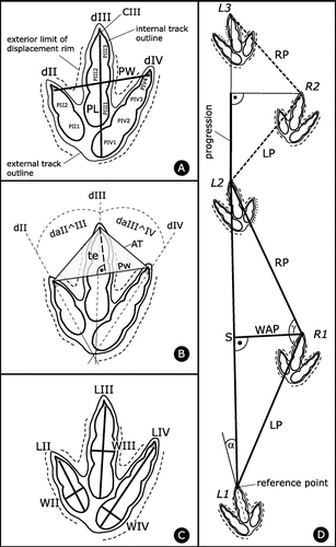 Figure 3. Methodology of track and trackway labelling and parameter measurements. Note that the pictured tridactyl track does not correspond to Jurabrontes, it is a schematical track with a typical theropod phalangeal pad configuration of 2-3-4 for digits dII-III-IV, respectively. (A) track length (PL) and width (PW), labelling of digits (d), phalangeal pads (P) and claws (C). The internal track outline corresponds to the (interpretation of the) actual impression of the foot; (B) interdigital angles (da) and anterior triangle (AT). PW is the width and ‘te’ the length (measured perpendicular to the width) of the anterior triangle, which in the present case has an obtuse angle for the the anterior apex indicating a low mesaxony; (C) digit lengths (L) and widths (W); (D) trackway parameters. Labelling of trackways always starts with L1; if L1 is missing R1 is the first number used. α is the rotation (in this case outward and thus a positive value) of the track (long axis) with respect to the next stride line. LP and RP are left and right pace, respectively; S is stride; WAP is width of the angulation pattern (measured perpendicular to the stride length; Marty, Citation2008), γ is pace angulation. The progression is a calculated value (with the Pythagors’s theorem) and it indicates the forward movement of the trackmaker in the direction of the trackway during one footfall (pace) (Marty Citation2008). Progression is half of the stride in the case of completely regular trackways. The reference point for the trackway parameter measurements is on the tip of the third digit (without the claw where preserved).