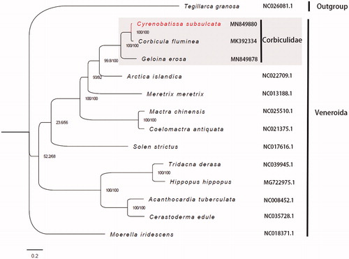 Figure 1. Phylogenetic tree of 13 species from Veneroida and one outgroup using the complete mitochondrial PCGs sequences. The complete mitogenome is downloaded from GenBank and the phylogenic tree is constructed by maximum-likelihood (ML) method. SH-aLRT and UFBoot support values are given on nodes.