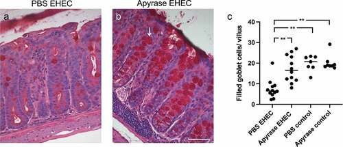 Figure 5. The effect of apyrase on goblet cell depletion in mice infected with E. coli O157:H7. Goblet cells in Periodic acid-Schiff (PAS)-stained colons from mice sacrificed 2 days after inoculation with E. coli O157:H7 before the development of symptoms. a) An E. coli O157:H7-infected and vehicle-treated mouse exhibited few filled goblet cells. b) Colon from a mouse infected with E. coli O157:H7 and treated with apyrase showed an abundance of filled goblet cells (arrow). c) The number of filled goblet cells/villus in E. coli O157:H7-infected mice treated with vehicle (PBS) (n = 12), or apyrase (n = 12) or uninfected controls treated with vehicle (n = 7) or apyrase (n = 8). Filled goblet cells per villus are presented from individual mice, the bar represents the median. **P < 0.01, Kruskal-Wallis multiple-comparison test followed by Dunn’s procedure. Scale bar 50 μm.