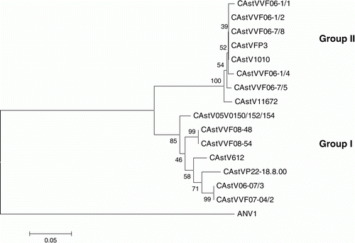 Figure 3.  Phylogenetic tree of CAstVs based on partial ORF 1b amino acid sequences. The tree was constructed using Mega 4 (Tamura et al., Citation2007) using the neighbour-joining method and 1000 bootstrap replicates (bootstrap values are shown on the tree). Data relating to the origin of the CAstVs, including the Genbank accession numbers, are shown in Table 1. ANV-1 was used to root the tree.