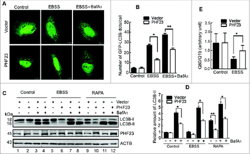 Figure 2. PHF23 overexpression impairs EBSS-induced autophagosome formation. (A) Representative confocal microscopy images of GFP-LC3B distribution obtained from U2OS cells cotransfected with the indicated plasmids and treated with 10 nM bafilomycin A1 (BafA1) and/or EBSS for the last 2 h. (B) Quantification of GFP-LC3B puncta per cell treated as in (A). Data are means ± SD of at least 100 cells scored (*P < 0.05, **P < 0.01). (C) U2OS cells were transfected as indicated for 24 h, treated with 10 nM of BafA1 and/or EBSS or rapamycin (RAPA, 2 μM) for the last 2 h. The levels of LC3B-II were detected by protein gel blot. (D) Quantification of LC3B-II levels relative to ACTB in cells treated as in (C). Average value in vector-transfected cells without BafA1 treatment was normalized as 1. Data are means ± SD of results from 3 experiments (*P < 0.05, **P < 0.01). (E) U2OS cells were cotransfected with polyQ80-luciferase (or control polyQ19-luciferase), vector (or PHF23) as indicated for 30 h, and treated with or without EBSS for the last 2 h. Luciferase activities were monitored, and polyQ80-luciferase/polyQ19-luciferase ratios were calculated (*P < 0.05)..