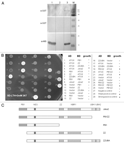 Figure 3 Interactions of Joka2 and ATG8f. (A) The protein gel blot with anti-GST (α-GST) and anti-His (α-HIS) antibodies showing the results of the “pull-down” experiment using the mixture of crude exctracts prepared from the bacteria producing His-ATG8f and GST-Joka2. After affinity purification through the Ni column, both proteins are detected (lane 3) due to ATG8f-Joka2 interaction. The controls, without GST-Joka2 and without His-ATG8f, are shown in lanes 1 and 2, respectively. The negative controls with the GST-tag (produced from the empty vector pGEX4T-1) and his-ATG8f protein and with the GST-Joka2 protein and the His-tag (produced from the empty vector pET28a) are shown in lanes 1 and 2, respectively. For α-GST the high and the low range proteins are shown in the upper part and the middle part, respectively. The molecular marker (M) with the size (kDa) of the proteins is indicated. (B) The results of Y2H experiment and (C) the scheme of the Joka2 fragments present in the used plasmids. AD means fusions of the activating domain of GAL4 with the indicated protein or domain. BD means fusions of the DNA binding domain of GAL4 with the indicated protein or domain. Pluses and minuses indicate the growth and lack of growth, respectively, on the plate shown on the lefthand side. The growth is an indicator of protein-protein interaction. Proteins and domains shown in (B and C) are drawn to scale.