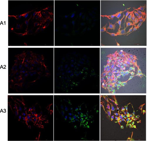 Figure 11 Expression level of integrin α5β1 and changes in cell morphology on fullerenes nanofilms.Notes: HepG2 cells were stained with DAPI (nuclei, blue), phalloidin-Atto 633 (cytoskeleton, red) and fluorescent secondary antibody 488 FITC (integrin, green) and visualized using confocal microscopy and Nomarski interference contrast. (A1) Control group; (A2) C60-20%; and (A3) C60-100%. Scale bar: 20 μm.Abbreviations: C60, fullerenes; DAPI, 4′,6-diamidino-2-phenylindole; FITC, fluorescein isothiocyanate.