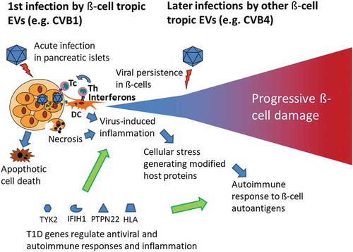 Figure 1. Model for enterovirus (EV)-induced β-cell damage leading to type 1 diabetes (T1D). The virus infects insulin-producing β-cells in the pancreas leading to viral persistence, cell death and inflammation in infected islets. Host antiviral response is modulated by polymorphisms in genes regulating the immune response against EVs. These polymorphisms are associated with T1D (e.g. IFIH1, PTPN22, TYK2, HLA). The diabetogenic virus-gene interaction is characterized by an inflammation response and subsequent induction of an autoimmune process.HLA: human leukocyte antigen; IFIH1: Interferon Induced with Helicase C Domain 1; PTPN22: protein tyrosine phosphatase, non-receptor type 22; TYK2: tyrosine kinase 2.