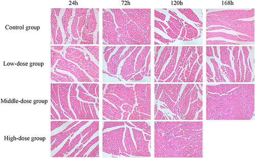 Figure 6 Sodium cyclamate induced heart injury. The heart sections were stained with HE and examined (magnification ×400). HE, hematoxylin and eosin.