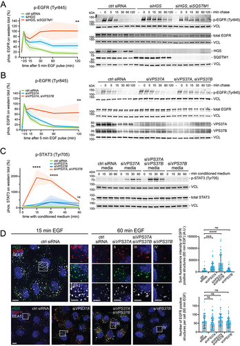 Figure 5. Endosomes with knockdown of VPS37A and VPS37B accumulate phosphorylated EGFR and STAT3. (a) Quantitative western blot analysis of EGFR in HeLa cells with knockdown of HGS, or HGS and SQSTM1 using siRNA. Cells were serum starved overnight and stimulated for 5 min with 5 ng/ml EGF. Knockdown of HGS prolongs the activation of EGFR (Tyr845) phosphorylation. Cells with knockdown of HGS and SQSTM1 show even stronger EGFR (Tyr845) phosphorylation over 120 min. A representative western blot for EGFR (Tyr845) is shown and the phosphorylation of downstream factors, probed on the same membrane, are shown in Figure S6A. Total EGFR levels are shown for comparison. Quantifications of EGFR (Tyr845) amount on western blot are normalized to the loading control and shown in percent. t = 0 min chase was set to 100%; results are mean ± SD of three independent experiments. Mean ± SD One-way ANOVA **p < 0.01 of timepoint 120 min. (b) Quantitative western blot analysis of EGFR (Tyr845) in HeLa cells with knockdown of VPS37A, or VPS37A and VPS37B using siRNA. Cells were serum starved overnight and stimulated for 5 min with 5 ng/ml EGF. Knockdown of VPS37A only is not sufficient to sustain prolonged EGFR (Tyr845) phosphorylation. Cells with knockdown of VPS37A and VPS37B show elevated EGFR (Tyr845) phosphorylation over 120 min. A representative western blot for EGFR (Tyr845) is shown and the phosphorylation of downstream factors, probed on the same membrane, are shown in Figure S6C. Total EGFR levels are shown for comparison. Quantifications of EGFR (Tyr845) amount on western blot are normalized to the loading control and shown in percent. t = 0 min chase was set to 100%; results are mean ± SD of three independent experiments. Mean ± SD One-way ANOVA **p < 0.01 of timepoint 120 min. (c) Quantitative western blot analysis of pSTAT3 (Tyr705) in HeLa cells, after incubation with conditioned medium (0, 15, 30,60 min). The conditioned medium was harvested from HeLa cells with knockdown of VPS37A or VPS37B or double knockdown of VPS37A and VPS37B. A representative western blot showing pSTAT3 (Tyr705) and total STAT3 expression are shown. Quantifications of pSTAT3 (Tyr705) are normalized to the loading control and shown in percent. Results are mean ± SD of three independent experiments. Mean ± SD, One-way ANOVA of timepoint 120 min, ****p <0.0001, ns = not statistically significant. (d) Representative immunofluorescence staining after 15 and 60 min EGF stimulation. EGFR degradation is impaired upon VPS37A and VPS37B knockdown. Insets show EGFR localization to endosomal markers HGS and EEA1. Scale bar: 10 µm; 5 µm for insets I-IV. Quantitative analysis of number and sum fluorescence intensity of EGFR positive structures in the VPS37A and VPS37B knockdown cells. The number of EGFR structures remains unaltered in all samples. The sum fluorescence intensity of EGFR accumulations is significantly increased in cells depleted for VPS37A only and with co-depletion of VPS37B. Quantification from one staining shown, observed in other independent experiments. Quantification of 50-70 cells per condition. Mean ± SD One-way ANOVA ***p < 0.001, ****p <0.0001, ns = not statistically significant.