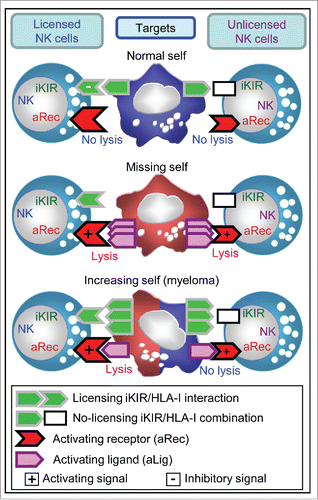 Figure 4. Proposed model to explain cytolytic activity of licensed and unlicensed NK cells against normal-self (top), missing-self (medium) and increasing-self (bottom) targets. Our hypothesis sustains that licensed NK cells (left) responding through activating receptors (aRec) can kill missing-self and increasing-self tumors expressing ligands for aRec (aLig), but not normal cells. By contrast, unlicensed NK cells (right) would kill missing-self tumors,Citation41 but not normal tissue or increasing-self tumors with a mild expression of aLig such as myeloma.