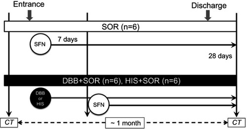 Figure 1 Study design. The control group (n=6) was treated with SOR without DBB or HIS. The DBB+SOR group (n=6) and the HIS +S OR group (n=6) were treated with SOR with DBB and SOR with HIS.Abbreviations: SOR, sorafenib; DBB, dried bonito broth; HIS, histidine; CT, computed tomography.