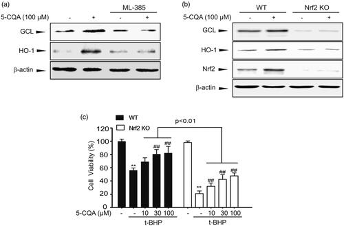 Figure 5. Specific role of Nrf2 on cytoprotective effect of 5-CQA. (A) Inhibition of 5-CQA-induced GCL and HO-1 expression by Nrf2 inhibitor. Cells were concomitantly treated with 100 μM 5-CQA or 5 μM ML-385. (B) Effect of 5-CQA on GCL and HO-1 induction in wild type (WT) or Nrf2-knockout (KO) MEF cells. Western blot assay was performed on lysates of WT or Nrf2-KO MEF cells treated with 5-CQA for 12 h. (C) The effect of 5-CQA (10–100 μM, 1 h pre-treatment) in the presence or absence of t-BHP (500 μM, 12 h) on cell viability was assessed using MTT assays in WT or Nrf2-KO MEF cells. Data represent the mean ± SE of four replicates; **p < 0.01, significant versus vehicle-treated control; ##p < 0.01, significant versus t-BHP alone.