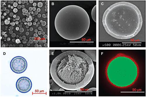 Figure 3 SEM pictures of microcapsules by monoaxial ultrasonic atomizer method. (A) Picture of freeze-dried microcapsules, (B) picture of one microcapsule, (C) the cross-sectioned picture. (D) Light microimage of microcapsules loading insulin, (E) picture of a cross-sectioned microcapsule loading insulin, and (F) confocal laser microimage of FITC microcapsules loading insulin with nile red PLGA. Reprinted with permission from Kim BS, Oh JM, Hyun H et al Insulin-loaded microcapsules for in vivo delivery. Mol Pharm. 2009;6(2):353–365. Copyright © 2009 American Chemical Society.Citation43