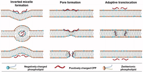 Figure 1. The proposed internalization mechanisms of direct translocation for positively charged CPPs.
