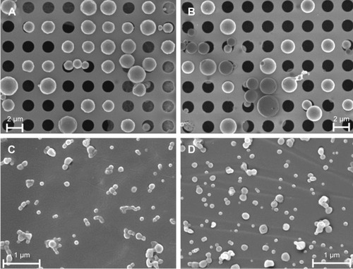 Figure 2 Morphological studies of (A) AMCA-PLGA MP, (B) Chi-AMCA-PLGA MP, (C) AMCA-PLGA NP, and (D) Chi-AMCA-PLGA NP by SEM. Aqueous suspensions of representative particles were freeze-dried on specific grids and sputter coated with 8 nm platinum (holey carbon grids for MP, formvar-carbon grids for NP).Abbreviations: AMCA-PLGA, 7-amino-4-methyl-3-coumarinylacetic acid-poly(d,l-lactide-co-glycolide); Chi, chitosan; MP, microparticles; NP, nanoparticles; SEM, scanning electron microscopy.