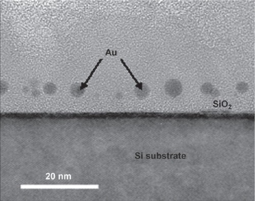 Figure 7 Cross-sectional TEM image of gold nanodots captured by TRAP and embedded in the SiO2 layer of a MOS capacitor. Reproduced with permission from CitationHeddle et al 2007. Using the ring-shaped protein TRAP to capture and confine gold nanodots on a surface. Small, 3:1950–6. Copyright © 2007. Wiley-VCH Verlag GmbH and Co. KGaA.