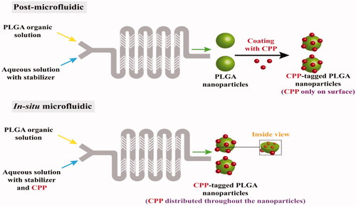 Figure 8. Comparison between A) post microfluidics and B) in-situ microfluidic techniques for the preparation of charged cell-penetrating peptides (CPP)-coated PLGA nanoparticles showing the different distribution of CPP through the formed nanoparticles (Redrawn under permission of Elsevier from reference (Streck et al., Citation2019a)) CPP is charged cell-penetrating peptides.