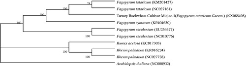 Figure 1. ML tree based on Tartary Buckwheat Cultivar Miqiao 1 chloroplast genomic sequence compared with 9 sequences obtained from NCBI.