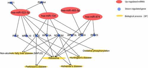 Figure 4. Predicted KEGG pathways involving top 10 hub genes regulated by dif-miRNAs in peripheral blood of VTE patients