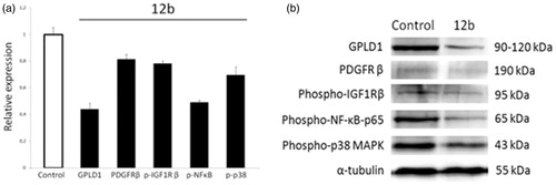 Figure 3. Western blot analysis of predicted protein targets of compound 12b. Representative Western blots are shown detecting the cellular levels of selected proteins before and after treatment of A549 cells with indicated compound at 2 × IC50 value for 48 h. Approximate molecular weights (kDa) are indicated. Relative protein expressions, as determined by densitometric analysis of protein bands and normalised to the alpha-tubulin loading control. Two independent experiments were performed with similar results. Data are presented as mean values ± SD. Statistically significant (p < .05) differences in the expression levels were marked by an asterisk.