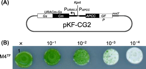 Fig. 1. Transformation of C. merolae Cells.Note: (A) Structure of the pKF-CG2 plasmid, which carries the URACm-Gs and APCC-GFP genes under their own promoters. It was constructed as follows: pCG2 plasmid DNA, which carries the APCC promoter (Papcc), the APCC (ORF ID: CMO250C)-GFP gene (Genbank ID: 332144728), and the polyadenylation signal sequence from the nopaline synthase gene (nos3′),Citation7,12) was digested with HindIII and treated with T4 DNA polymerase to make it blunt-ended. After digestion with EcoRI, the DNA fragment including Papcc, APCC-GFP, and nos3′ was purified. The plasmid vector DNA of pKFURACm-GsCitation13) was digested with SacI and treated with T4 DNA polymerase. After digestion with EcoRI, it was ligated with the APCC-GFP fragment. (B) Single-colony isolation from the transformant culture. The transformant culture (M4TF), made by introducing pKF-CG2 into the M4 strain, was diluted to the appropriate density and spotted on MA2 plates with embedded corn starch, and incubated for one month.