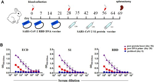 Figure 1. Immunization strategy of DNA prime followed by protein boost successfully induced SARS-CoV-2 specific and neutralizing antibody responses. (A) Two rabbits received three doses of DNA vaccine encoding the SARS-CoV-2 RBD on day 0, day 7 and day 21, and were further boosted with two doses of the SARS-CoV-2 S1 protein emulsified with incomplete Freund’s adjuvant (IFA) on day 35 and day 49. Sera were collected on day 0, day 28, and day 56 for immunoassays. (B) The serological IgG titer specific to RBD, S1 and ECD protein from naive rabbits (day 0) and immunized rabbits (days 28 and 56).