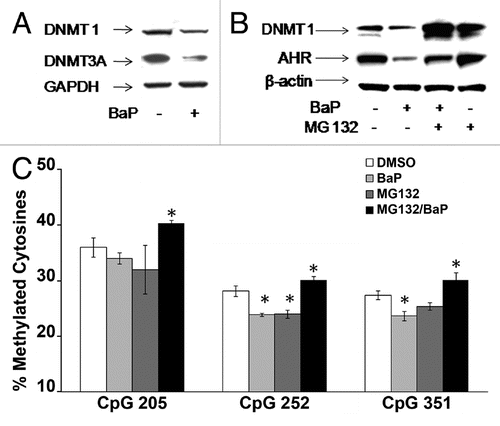 Figure 5 BaP targets DNMT1 for degradation via a proteasome-dependent pathway. (A) HeLa cells were treated with vehicle DMSO or 3 µM BaP for 48 h. Forty micrograms of total protein extract were resolved on a 4–12% gradient SDS PAGE. Membranes were probed for DNMT1 and DNMT3A. GAPDH was used as loading control. (B) MG132 inhibits degradation of DNMT1 following BaP treatment. HeLa cells pretreated with 1 µM MG132 for 3 h prior to DMSO vehicle or 3 µM BaP treatment for an additional 48 h were lysed and total protein used for western blot assays with the indicated antisera. AHR (control) is a protein targeted for degradation by BaP. (C) Inhibition of proteasomal degradation of DNMT1 results in reversal of BaP mediated hypomethylation at CpGs on the L1 promoter. Cells subjected to pharmacological treatment as in (B) were exposed to DMSO vehicle or 3 µM BaP for 96 h followed by DNA pyrosequencing of CpG loci 205, 252 and 351. Results are shown as percent cytosine methylation.
