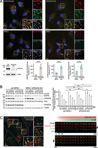 Figure 6. Loss of ESCRT-I subunits VPS37A and VPS37B leads to stalled simaphagy. (a) Representative immunofluorescence images of RPE-1 control or VPS37A KO cells. Loss of VPS37A leads to an increase in SQSTM1- and LC3B-positive objects and to an accumulation of ubiquitin (Ub) on endosomes. Below: western blot detecting full length VPS37A in RPE-1 control and VPS37A KO cells (asterisk indicates an unspecific background band detected by the VPS37A antibody). Quantification of a representative immunofluorescence experiment: sum fluorescence intensity of SQSTM1, LC3B and Ub objects show a significant increase in VPS37A KO cells. Mean ± SD of 7 images per condition and a total of 70-80 cells per condition. Two-tailed Student’s t test ****p<0.0001. Scale bar: 10 µm; 5 µm for insets. (B) Quantitative western blot analysis of EGFR degradation, after EGF stimulation in RPE-1 control cells, VPS37A KO cells and upon VPS37B knockdown. Left: representative western blot is shown. Degradation of EGFR is impaired upon VPS37A KO in combination with VPS37B knockdown. Right: western blot quantification showing residual EGFR after 15, 60, 120 or 180 min EGF stimulation. Values are displayed as percentage and normalized to the loading control and t = 15 min is set to 100%. Mean ± SD of three independent experiments. One-way ANOVA of 180 min timepoint *p < 0.1, **p < 0.01, ns = not statistically significant. (C) Movie stills of live-cell imaging experiments in VPS37A KO cells with additional knockdown of VPS37B. VPS37A KO cells stably expressing SNAP-LC3B and mCherry-SQSTM1 WT, were subjected to a 2 min pulse of EGF-Alexa647 [Citation66] before imaging. SNAP-LC3B was visualized by incubation with SNAP-OregonGreen ligand prior to imaging. Cells display simaphagy events (arrowheads), as well as an accumulation of phagophores not containing endosomes (asterisk). Right: Timeline of a representative simaphagy event shows recruitment of mCherry-SQSTM1 WT and SNAP-LC3B. Scale bar: 10 µm; 3 µm for insets I-IV; 2 µm for timeline.