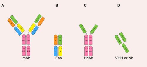 Figure 2 The various antibody formats: (A) mAb (monoclonal antibody); (B) Fab (fragment antigen binding); (C) HcAb (camel heavy-chain antibody); (D) VHH or Nb (nanobody). Adapted from Yang X, Xie S, Yang X, et al. Opportunities and Challenges for Antibodies against Intracellular Antigens. Theranostics. 2019;9(25):7792–7806. Available from: https://www.thno.org/v09p7792.htm. Creative Commons license and disclaimer available from: http://creativecommons.org/licenses/by/4.0/legalcode.Citation165