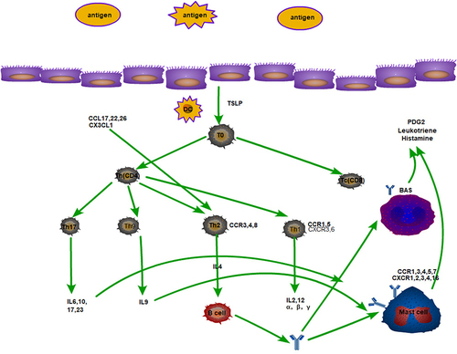 Figure 2 Plot of the relationships between TH cells and their secreted cytokines and associated inflammatory cells.