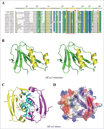 Figure 1. (See previous page). Overall Structure of AfCsx3. (A). Sequence alignment of AfCsx3 with various Csx3 proteins from different organisms. The secondary structure elements are shown above the sequence. The α-helices are colored in orange, while the β-strands are colored in green. Conserved residues are shaded in yellow (100% identity), blue (> = 75% identity) and green (> = 50% identity), respectively. Asterisks indicate the critical residues involved in RNA recognition and catalysis. Conserved motif is underlined in red. (B). Stereo view cartoon representation of AfCsx3 showing a ferredoxin-like fold with 6 β-stranded anti-parallel β-sheets located at one side and 2 α-helices resided at the other side. The numbered secondary structures are in the order of appearance in the amino acid sequence. The α-helices are shown in yellow while the β-strands and loop regions are shown in green. (C). AfCsx3 dimer is presented in a cartoon view and the 2 molecules are colored in yellow and magenta, respectively. AfCsx3 dimer aligned by 2-fold non-crystallographic symmetry-related axis. Critical residues which might be involved in dimerization are indicated and colored in cyan. SS-bridge is indicated in green dash line. (D). Superimposition of cartoon and electrostatic potential surface view of AfCsx3 dimer. The dimeric interface harbors a continuously positive-charged groove composed of 4 residues from each molecule. The positive-charged residues are shown as sticks and colored in red.