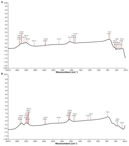 Figure 5 Typical Fourier transform infrared spectra of gold nanoparticles synthesized using Candida albicans cytosolic extract. Curve (A) represents Fourier transform infrared spectra of cytosolic extract of C. albicans and curve (B) represents Fourier transform infrared spectra of gold nanoparticles obtained by the reduction of 5 mL HAuCl4 (10−3 M) by 1 mL of C. albicans cytosolic extract. Spectra were obtained after a 24-hour incubation period.