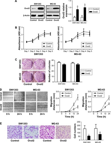Figure 2 Overexpression of Ovol2 suppresses OS cells’ migration and invasion and shows no effect on OS cell growth.