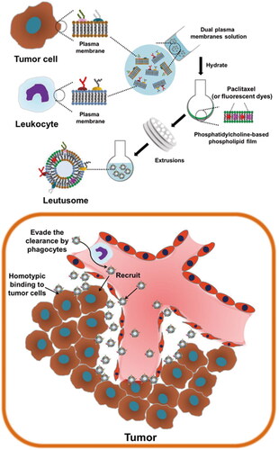 Figure 7. Illustration of the schematic presentation of composite leukocyte and tumor cell membrane-camouflaged liposome and potential application in cancer treatment and diagnosis (He et al., Citation2018). © 2018. The Author(s). All rights reserved. Reproduced with permission.